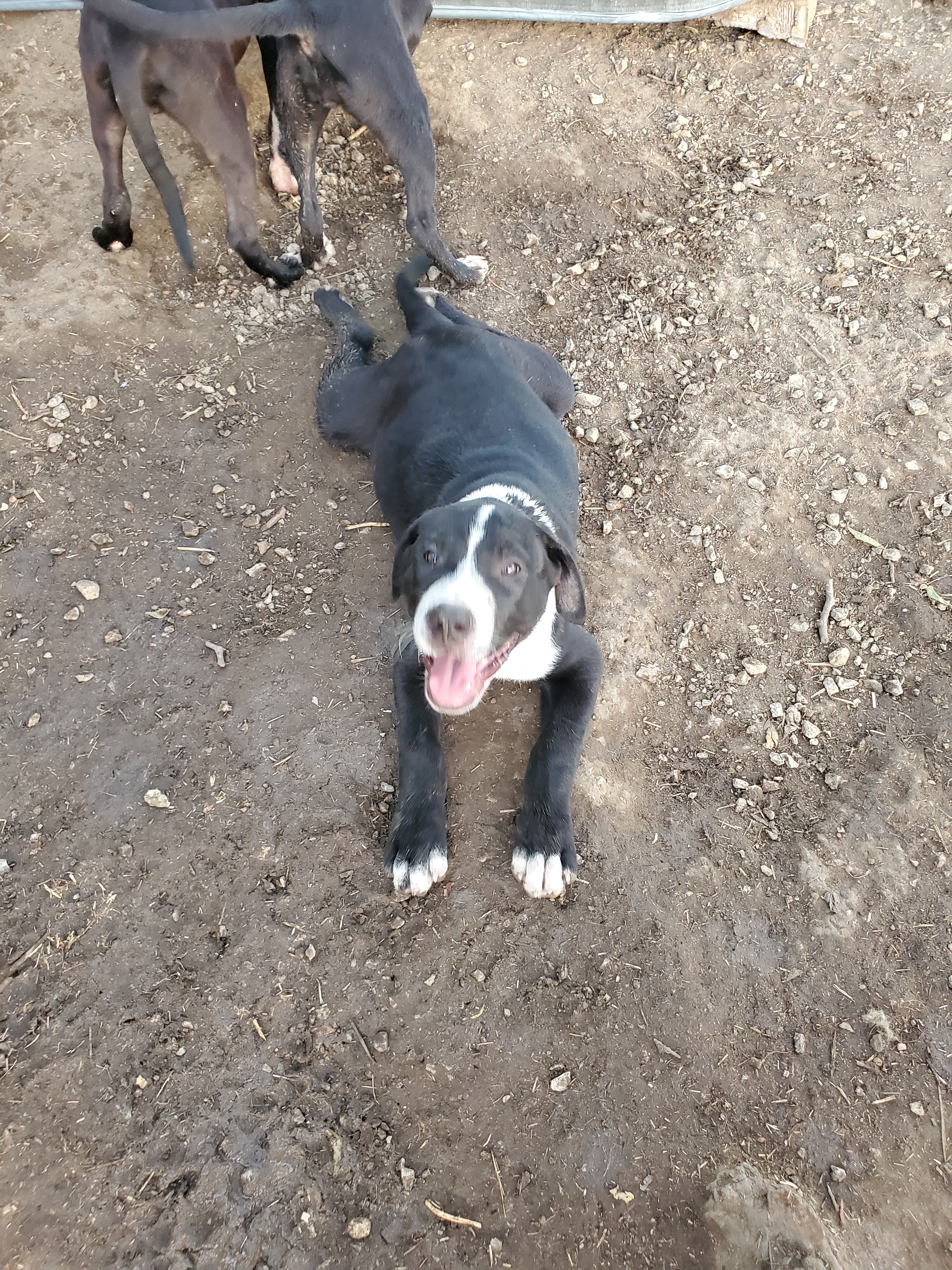 Sampson photo 3