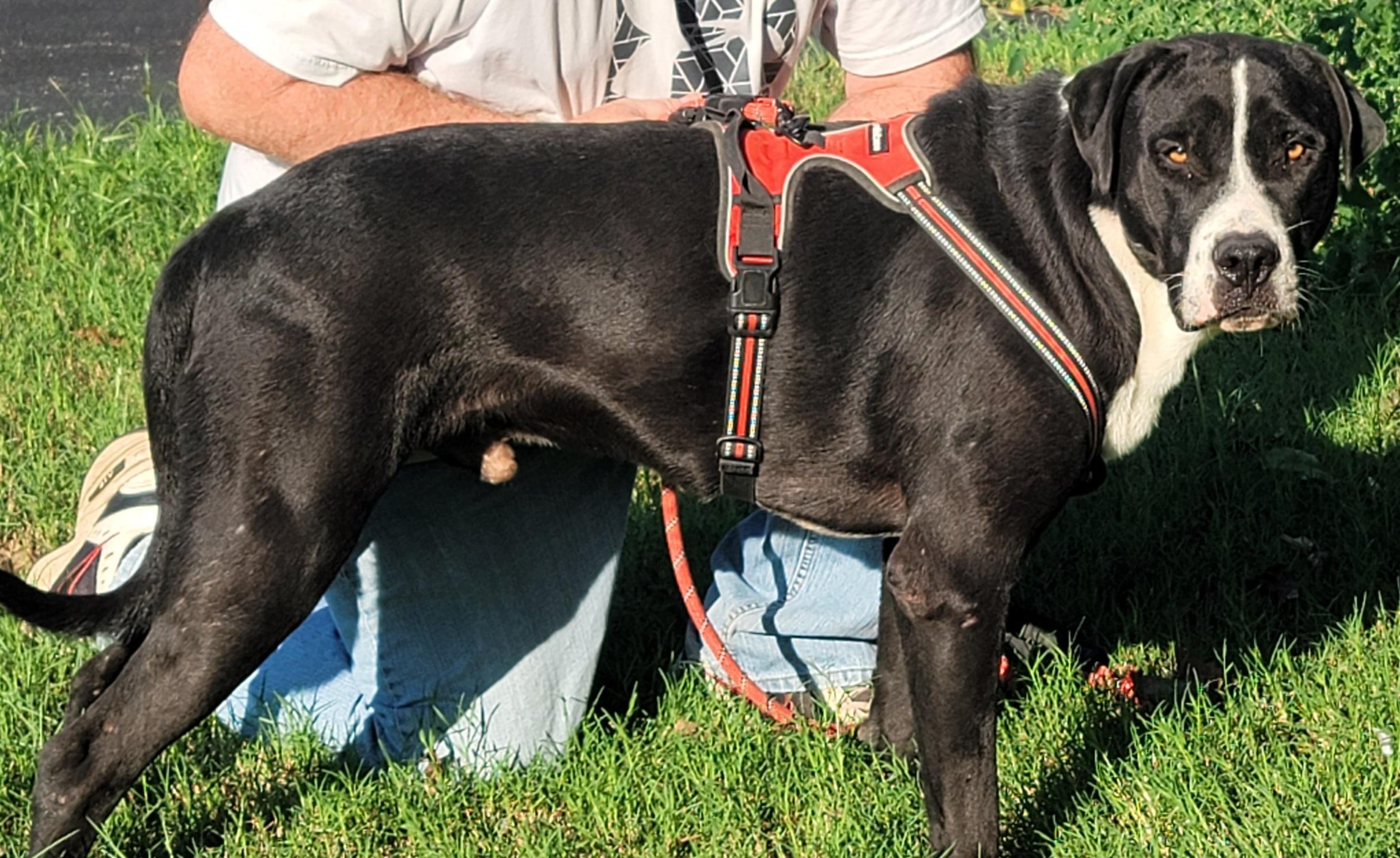 Sampson, Adoptable, Young Male Labrador Retriever & Great Pyrenees.