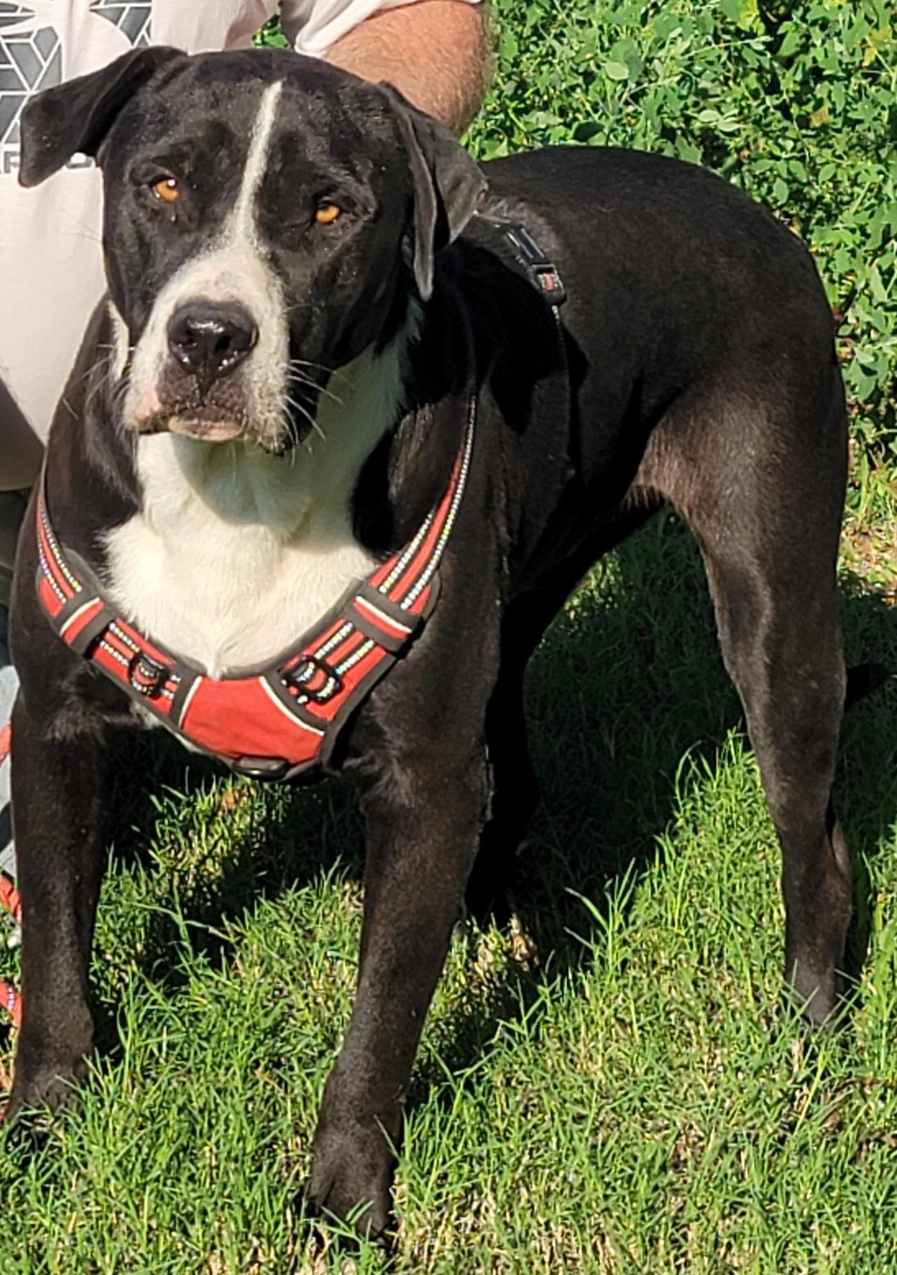 Sampson, a Adoptable mixed breed in White Settlement, TX image 3/3