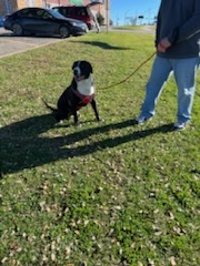 Sampson photo 4