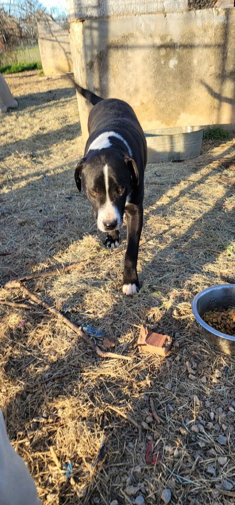 Sampson photo 6