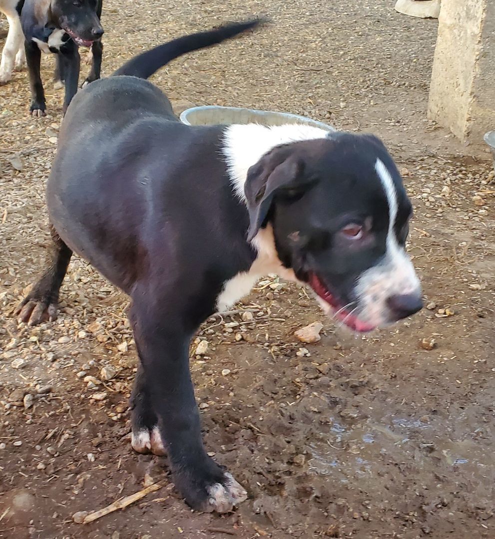 Sampson photo 2