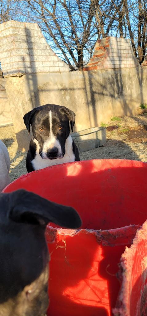 Sampson photo 5