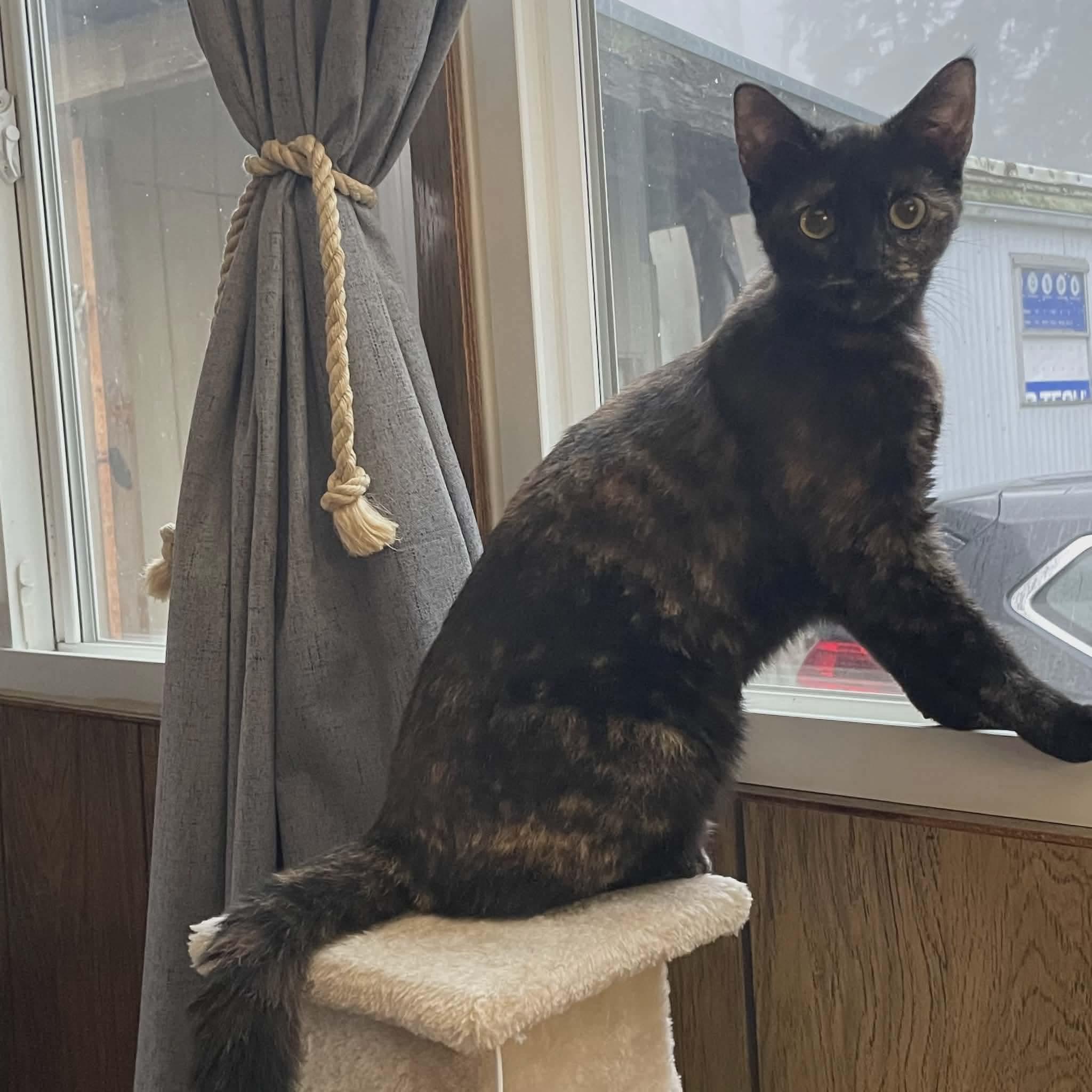 Enlarge Vinegar, a Adoptable mixed breed in Gladstone, OR image 5/6