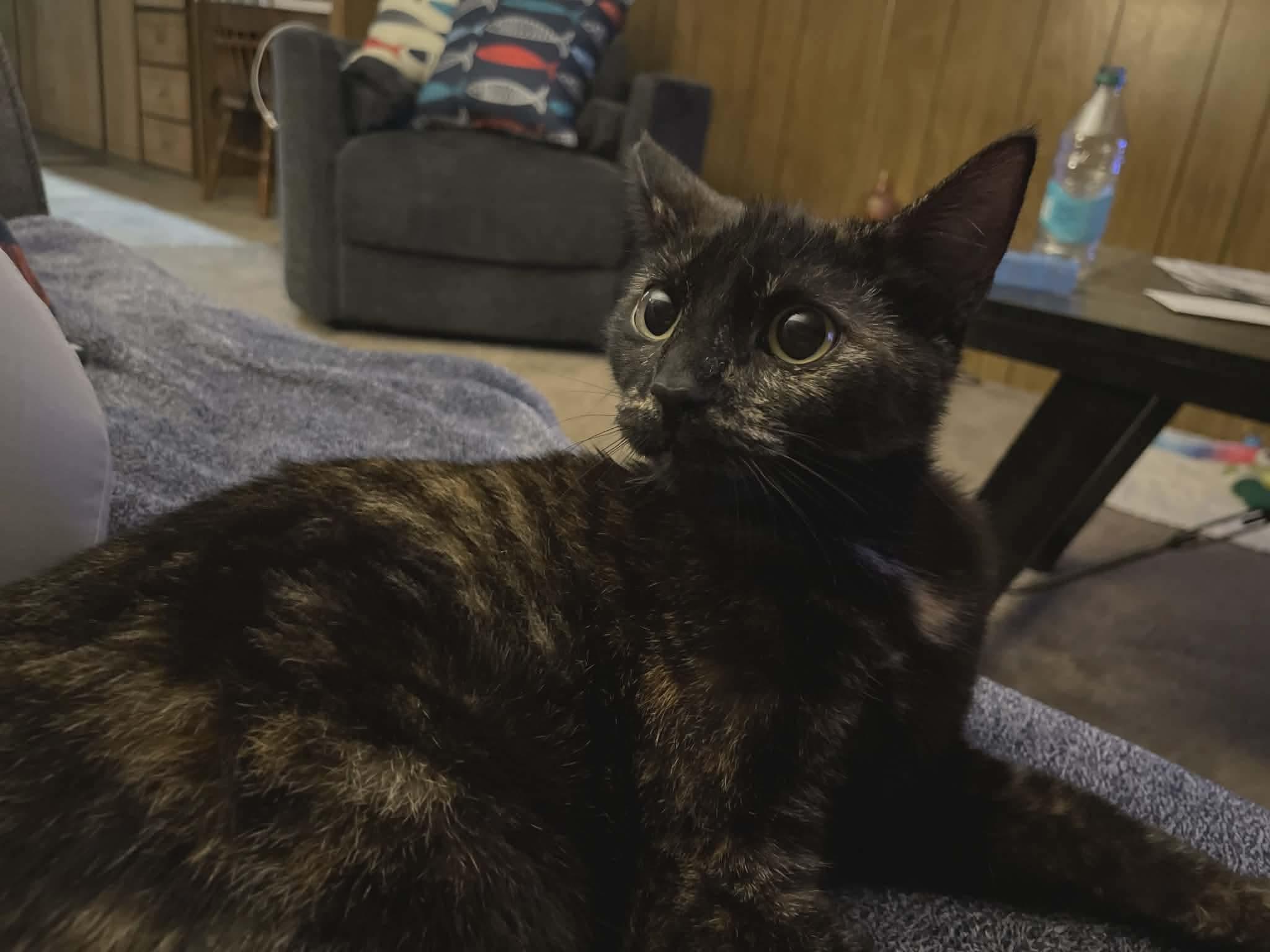 Enlarge Vinegar, a Adoptable mixed breed in Gladstone, OR image 6/6