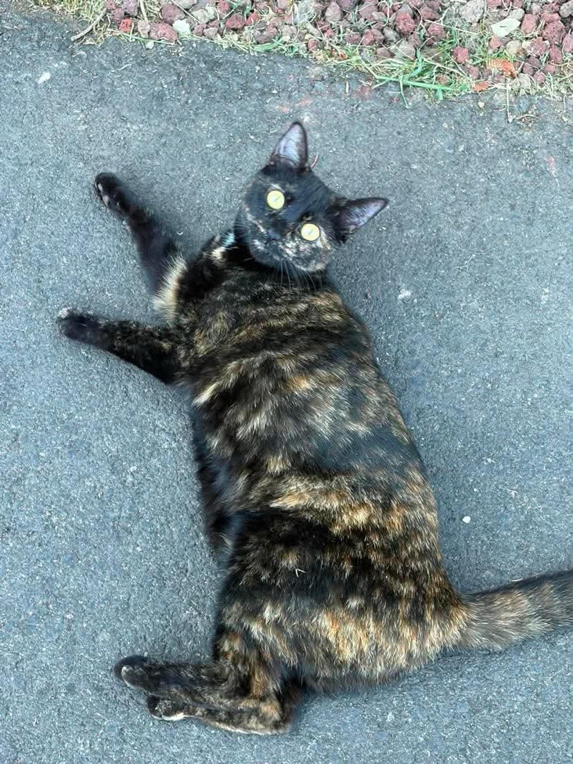 Enlarge Vinegar, a Adoptable mixed breed in Gladstone, OR image 2/6