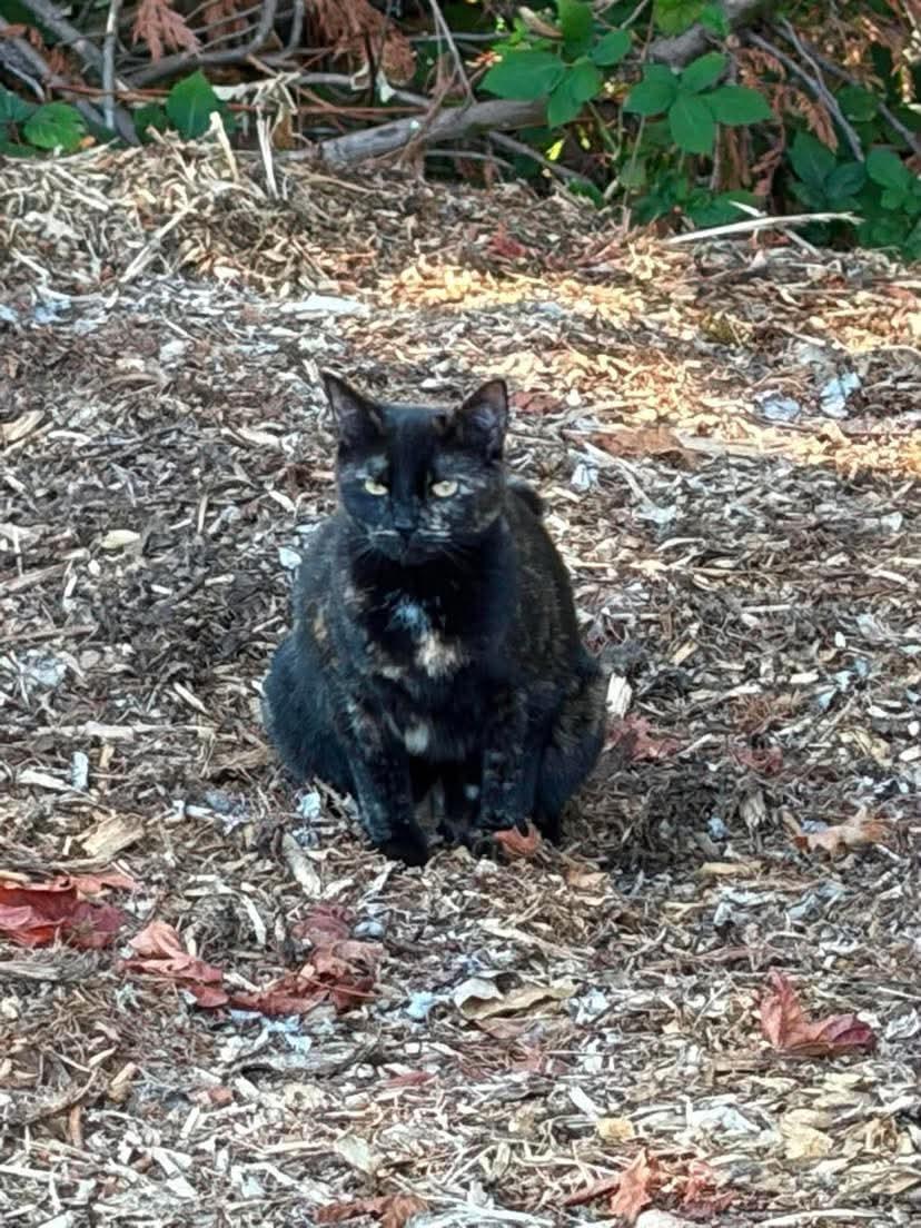 Vinegar, Adoptable, Young Female Tortoiseshell & Domestic Short Hair.