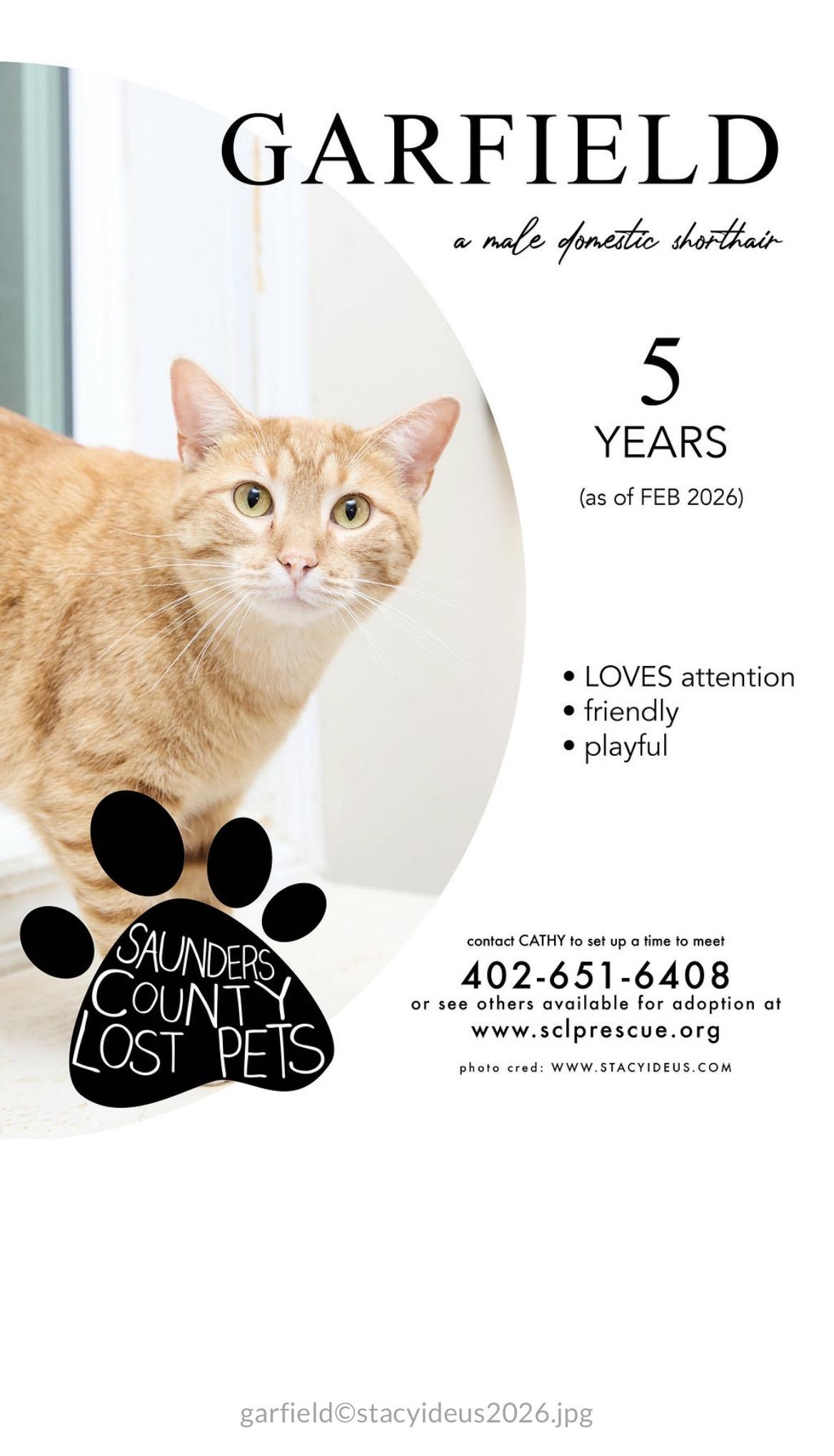 Garfield, adopted, Adult Male Domestic Short Hair.