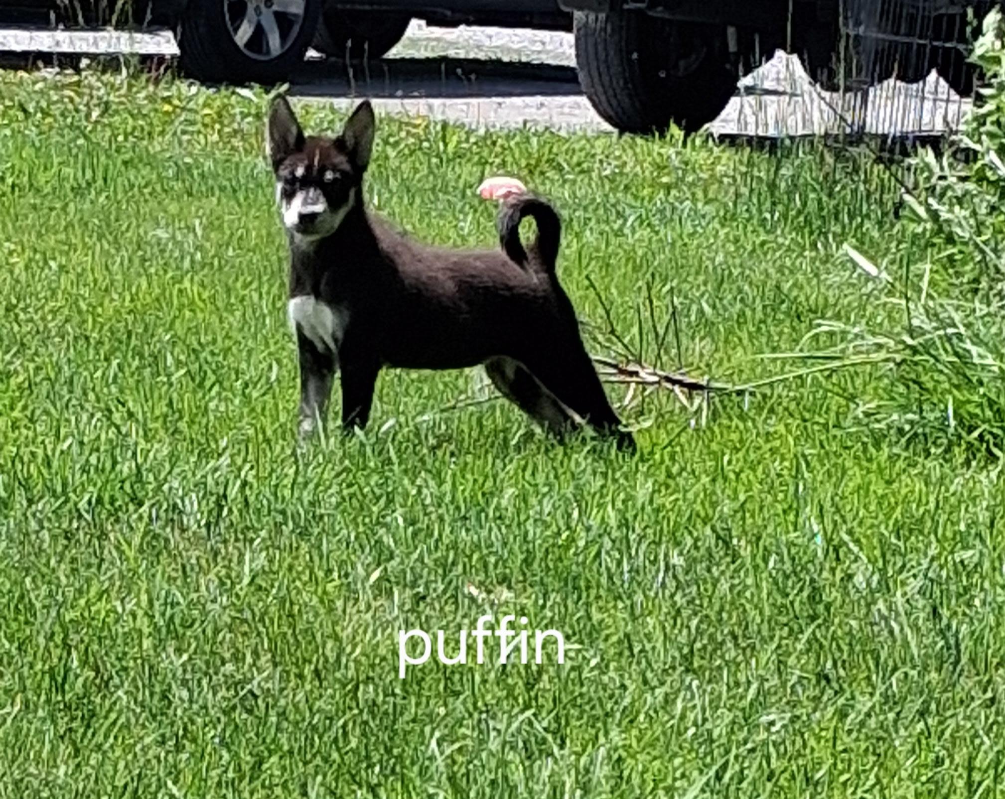 Puffin, a ADOPTABLE mixed breed in Urbana, OH image 1/2