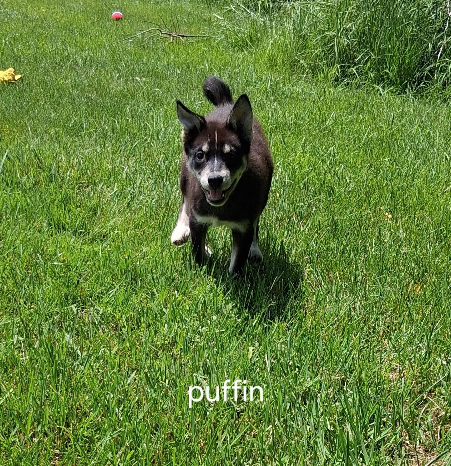 Puffin, a ADOPTABLE mixed breed in Urbana, OH image 2/2