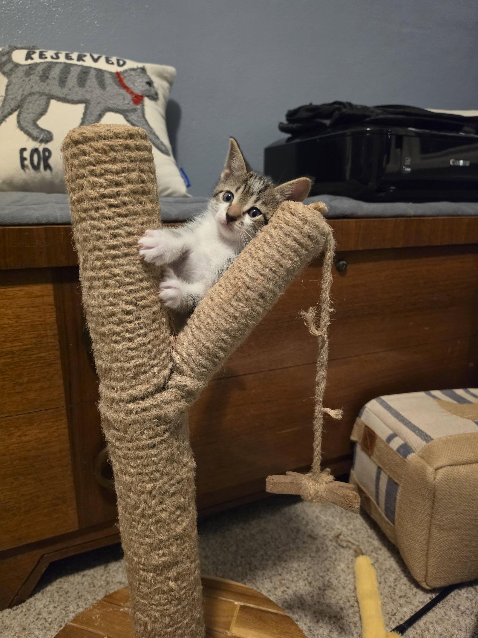Claire, Adoptable, Kitten Female Domestic Short Hair.