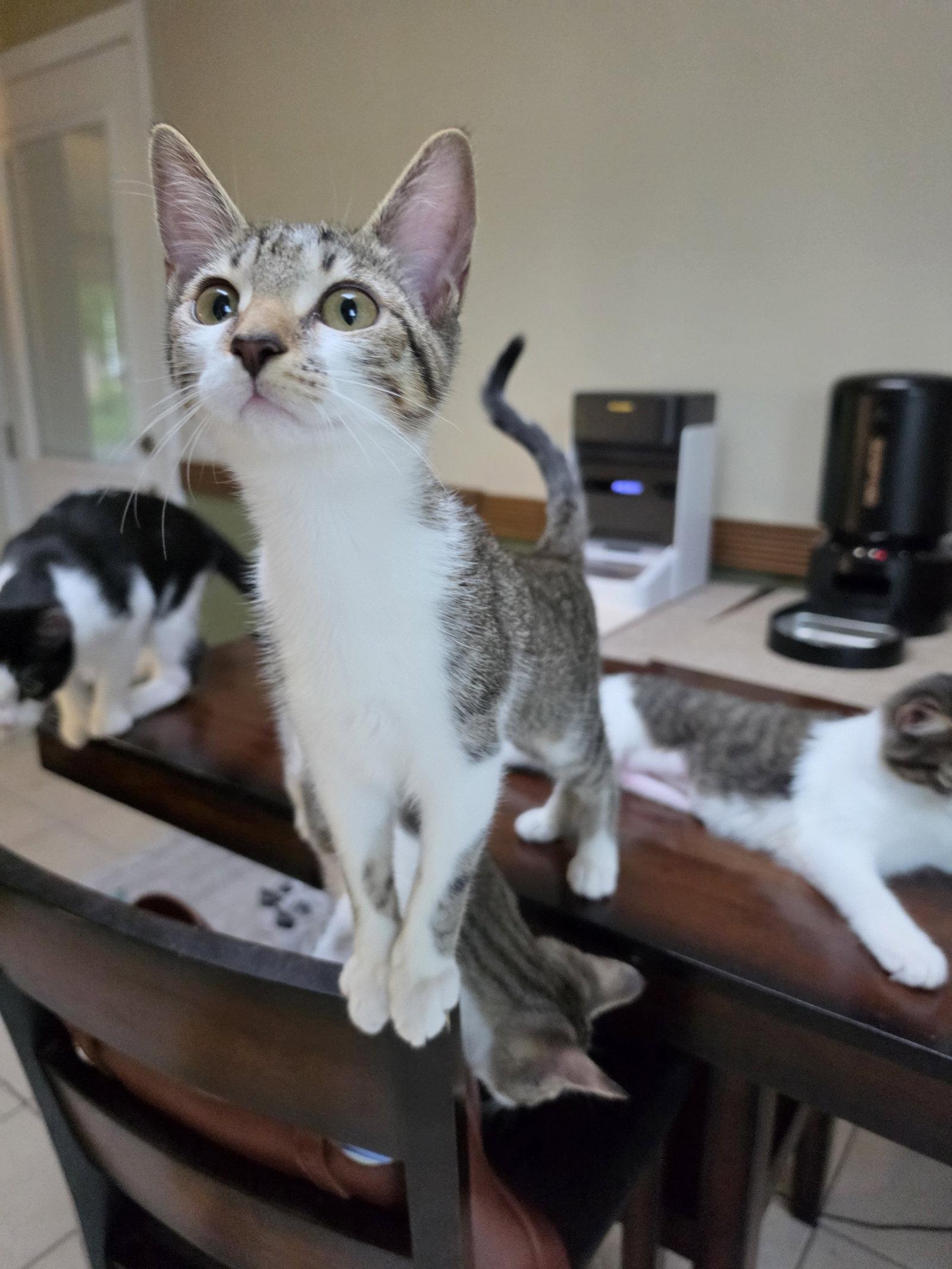 Enlarge Claire, a Adoptable Domestic Short Hair in Lake Saint Louis, MO image 2/3