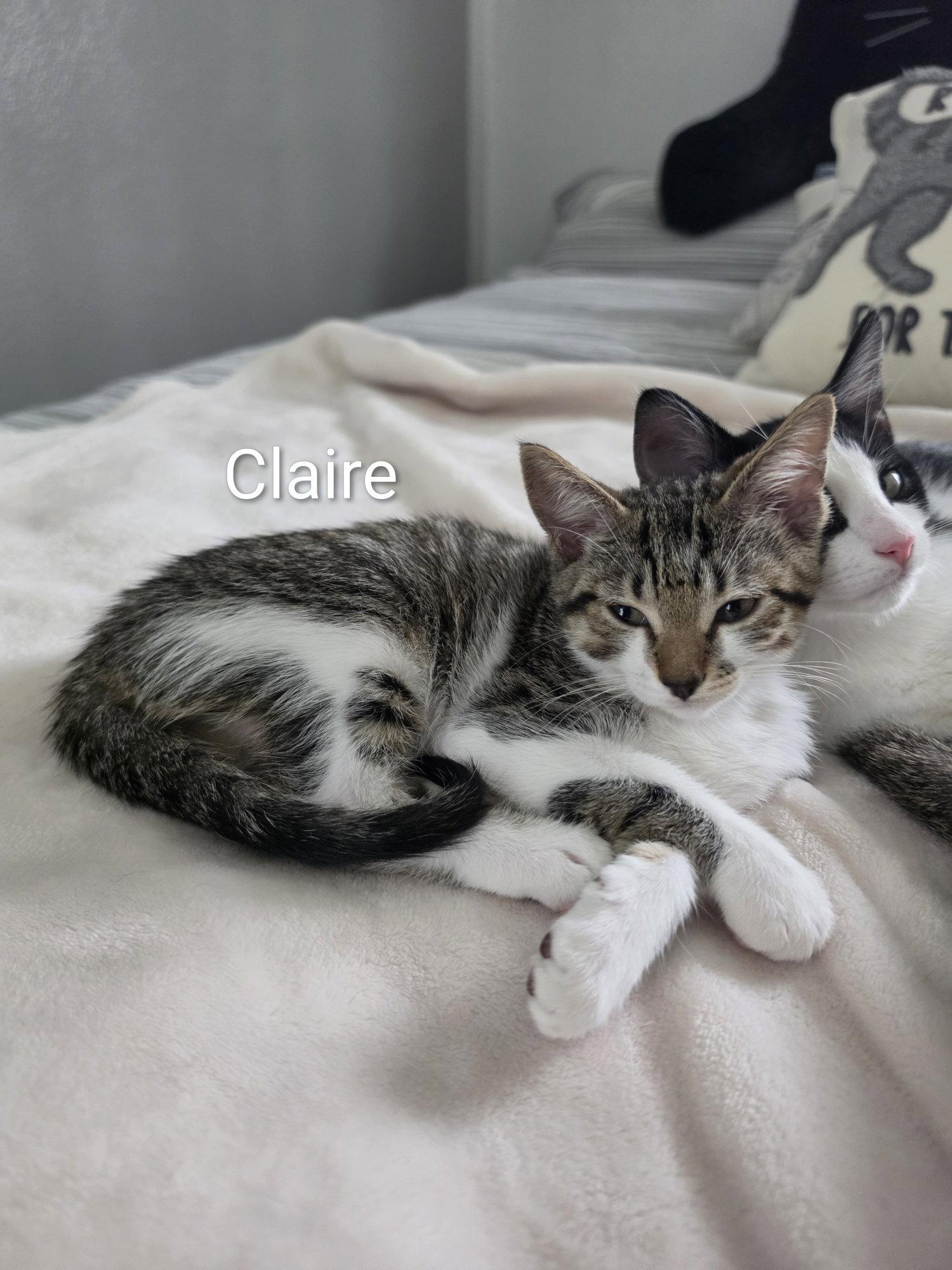 Enlarge Claire, a Adoptable Domestic Short Hair in Lake Saint Louis, MO image 3/3