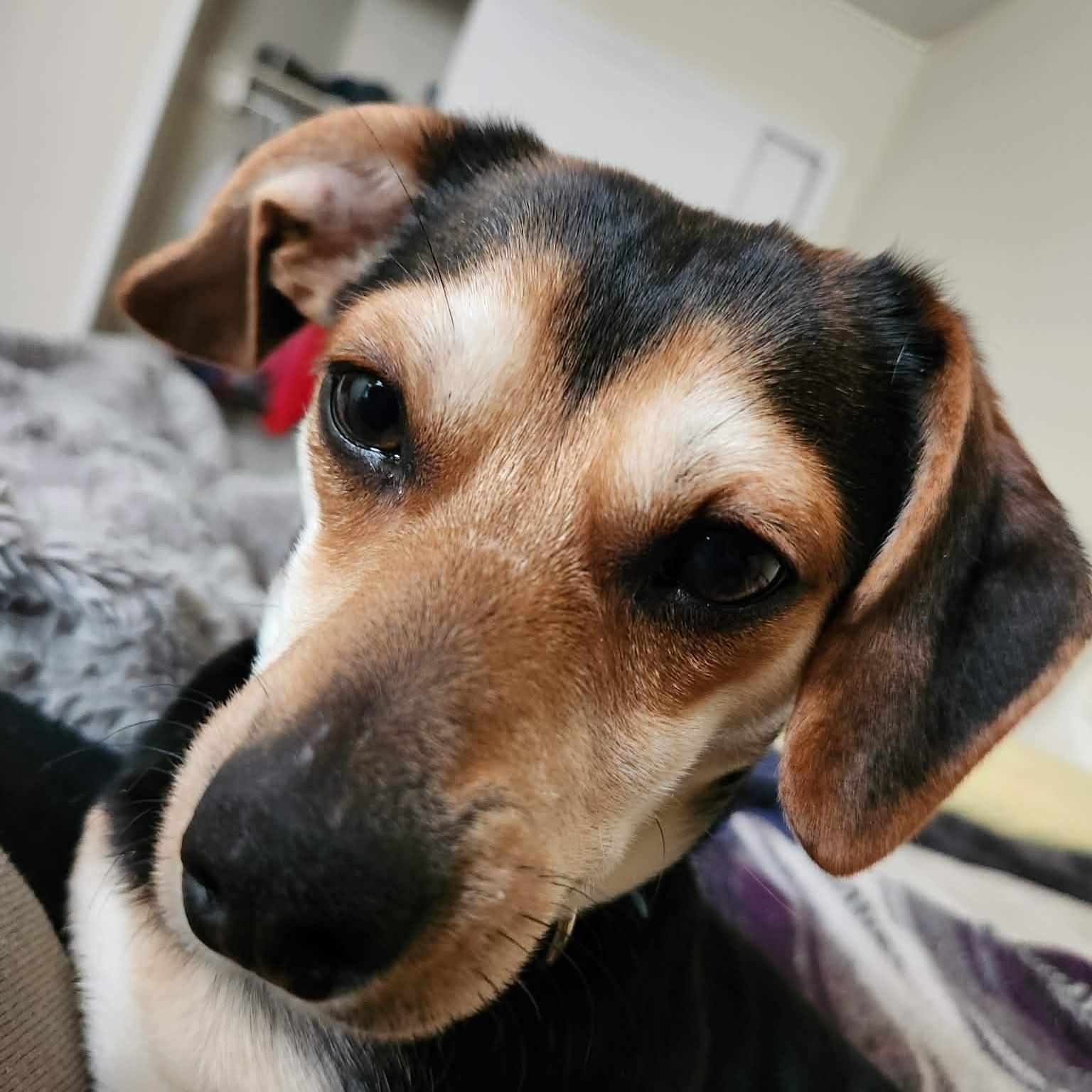 Enlarge Duke, an adopted mixed breed in Irvine, KY image 6/6