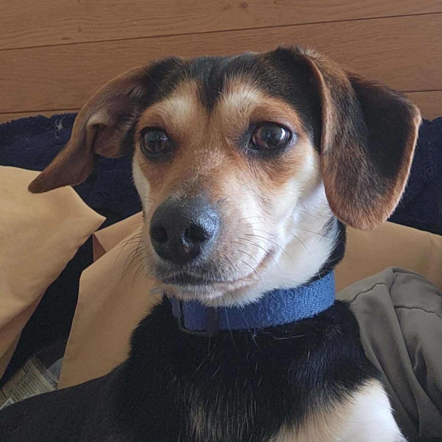 Enlarge Duke, an adopted mixed breed in Irvine, KY image 1/6