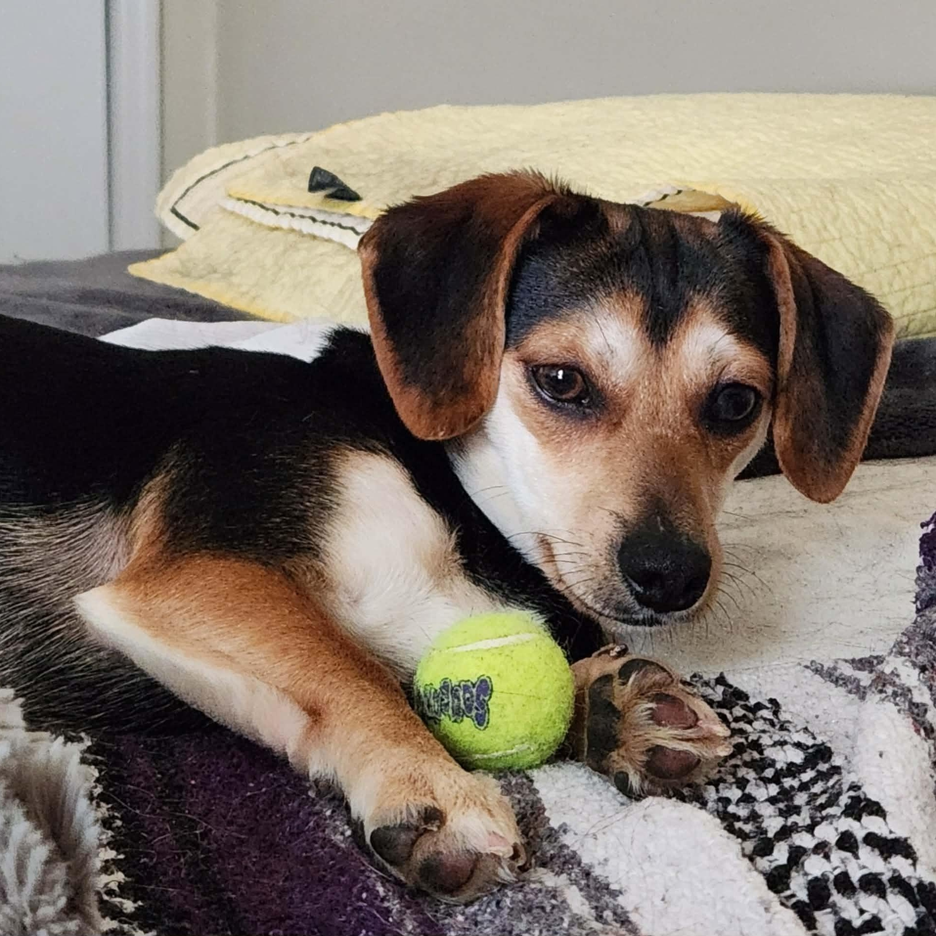 Enlarge Duke, an adopted mixed breed in Irvine, KY image 3/6