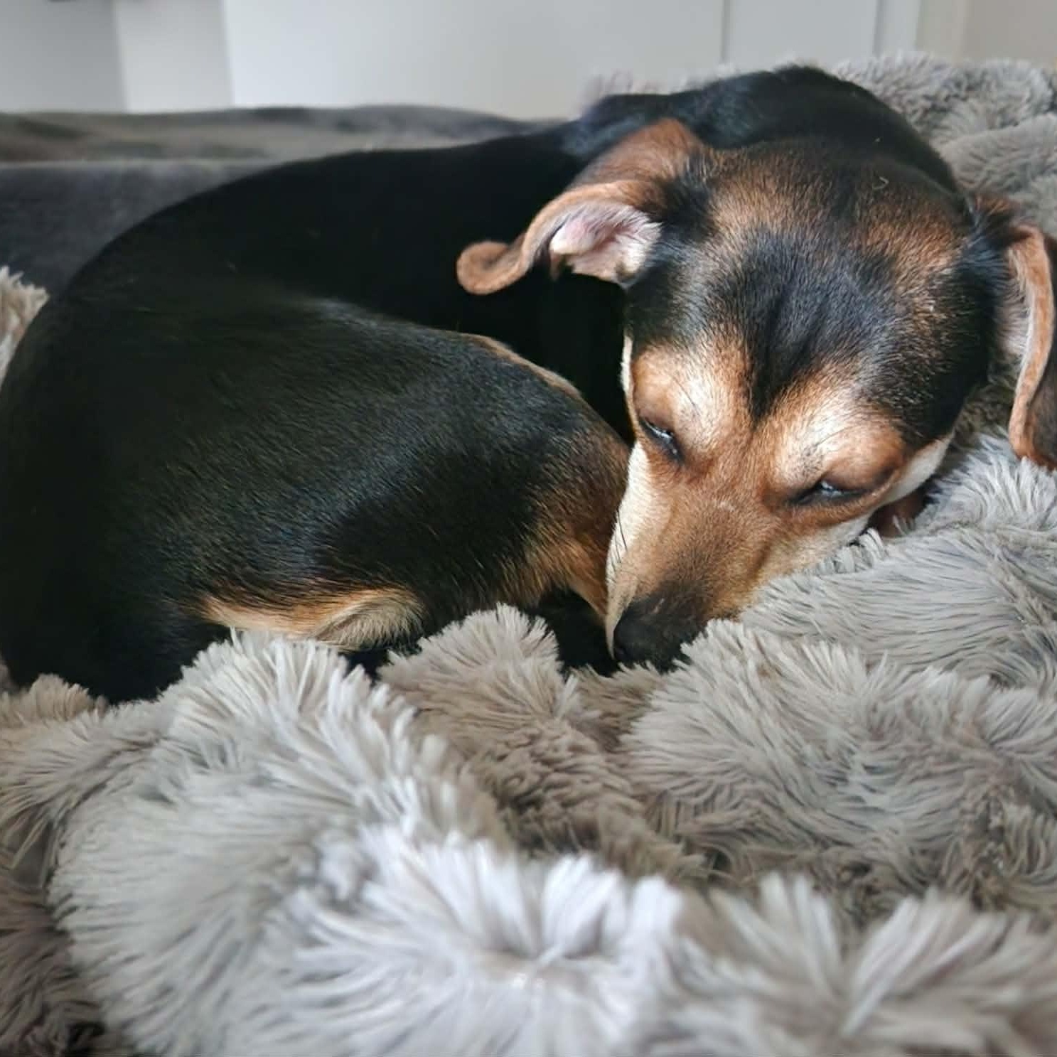 Enlarge Duke, an adopted mixed breed in Irvine, KY image 2/6