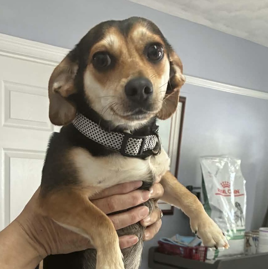 Enlarge Duke, an adopted mixed breed in Irvine, KY image 5/6