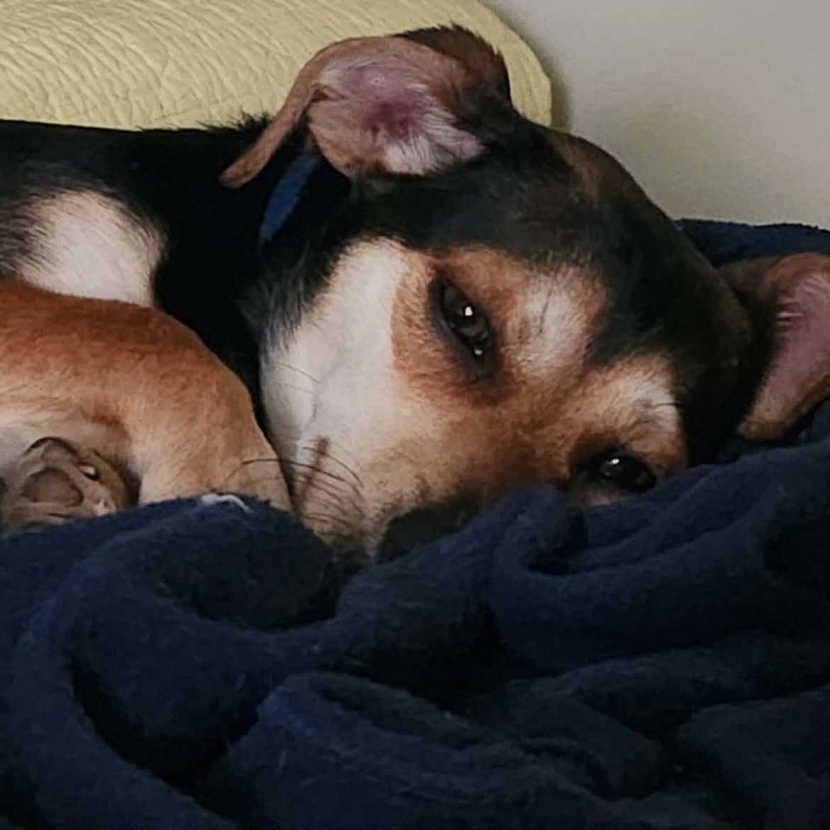 Enlarge Duke, an adopted mixed breed in Irvine, KY image 4/6