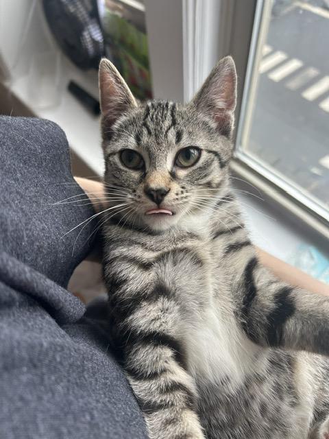 Enlarge JOHN (AKA GOOSE), a Adoptable Domestic Short Hair in Hoboken, NJ image 1/6