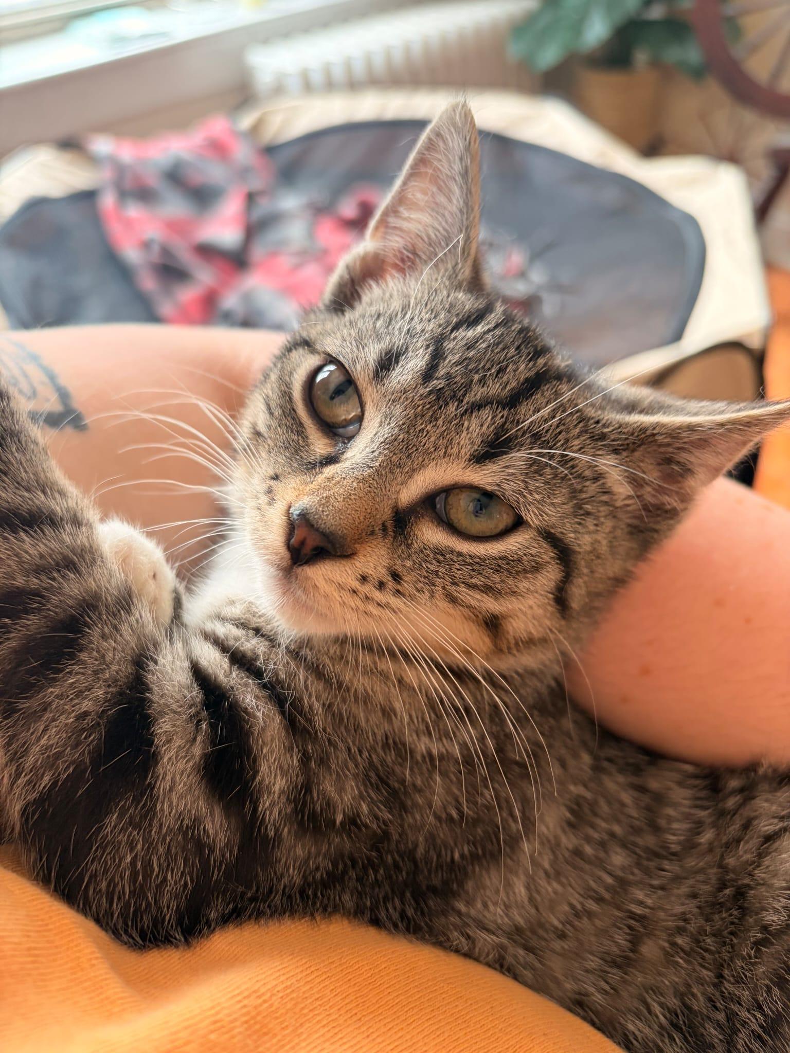 Enlarge JOHN (AKA GOOSE), a Adoptable Domestic Short Hair in Hoboken, NJ image 6/6