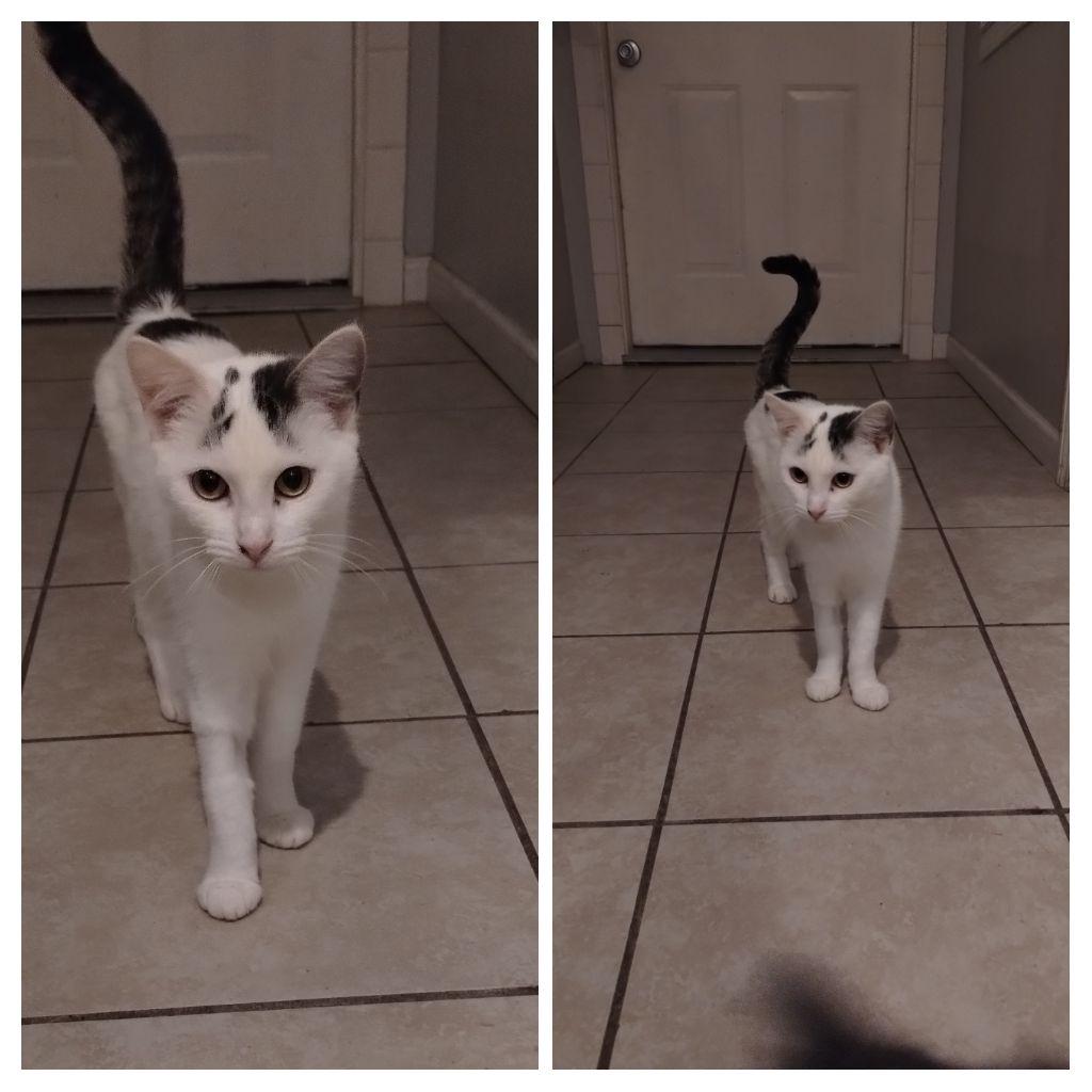 Enlarge Bailey , a ADOPTABLE Domestic Short Hair in Elwood, IN image 1/1