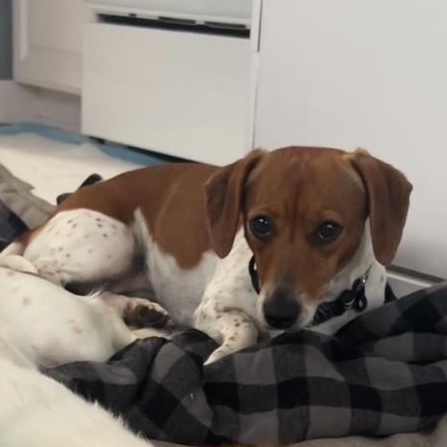 Enlarge Mia, a Adoptable Dachshund in Portland, OR image 1/1