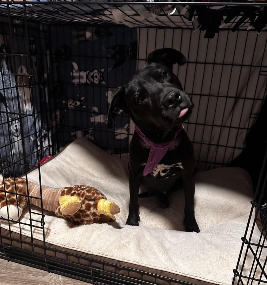 Lanie, Adoptable, Adult Female Black Labrador Retriever.