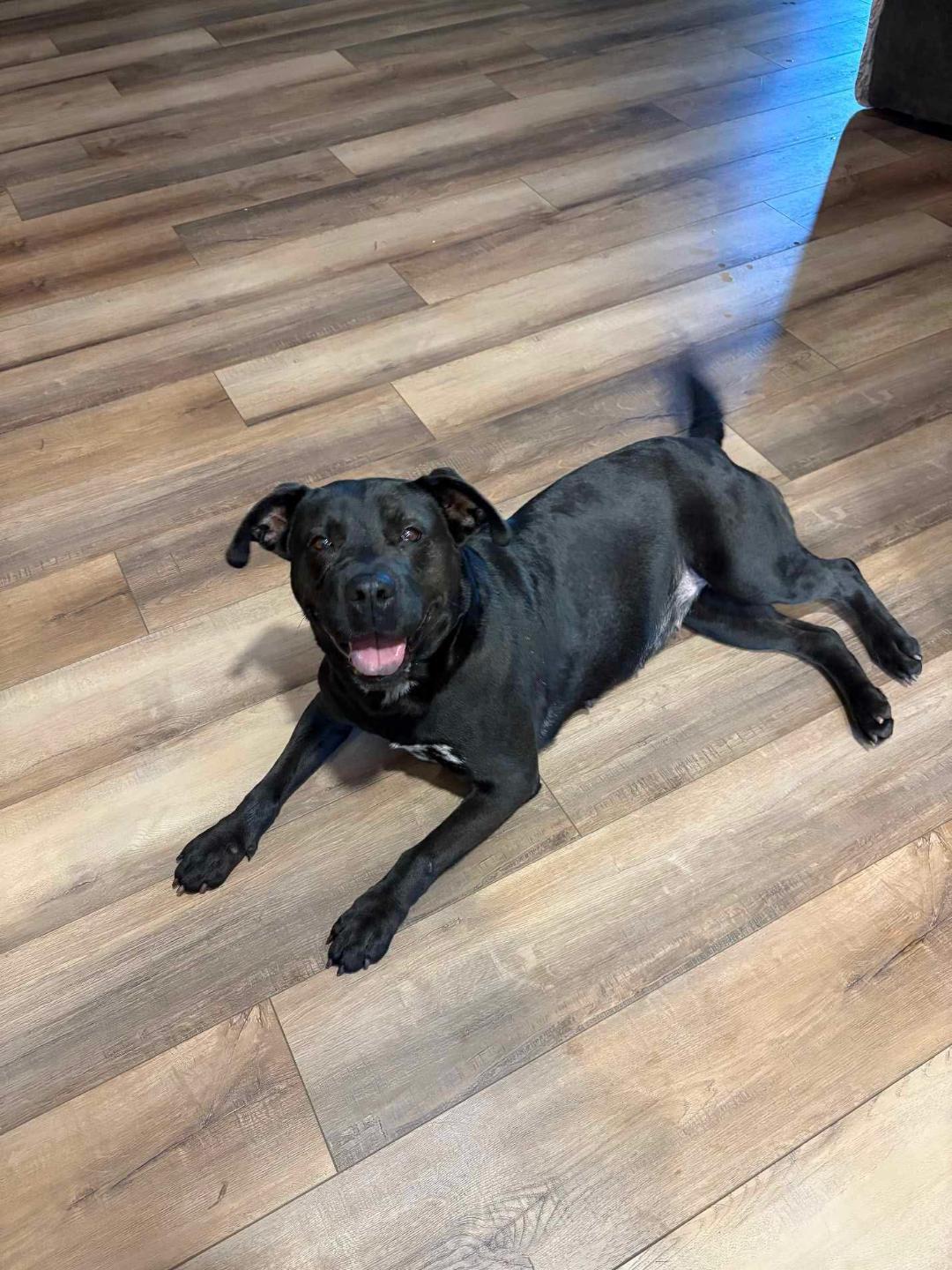 Enlarge Lanie, a Adoptable mixed breed in Louisville, KY image 2/4