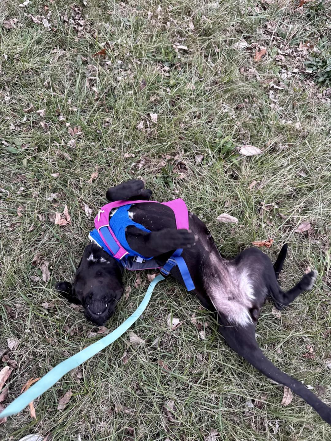 Enlarge Lanie, a Adoptable mixed breed in Louisville, KY image 2/2