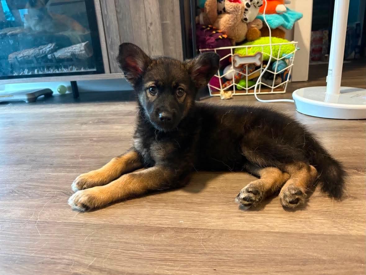 Rusty, ADOPTABLE, Puppy Female German Shepherd Dog.