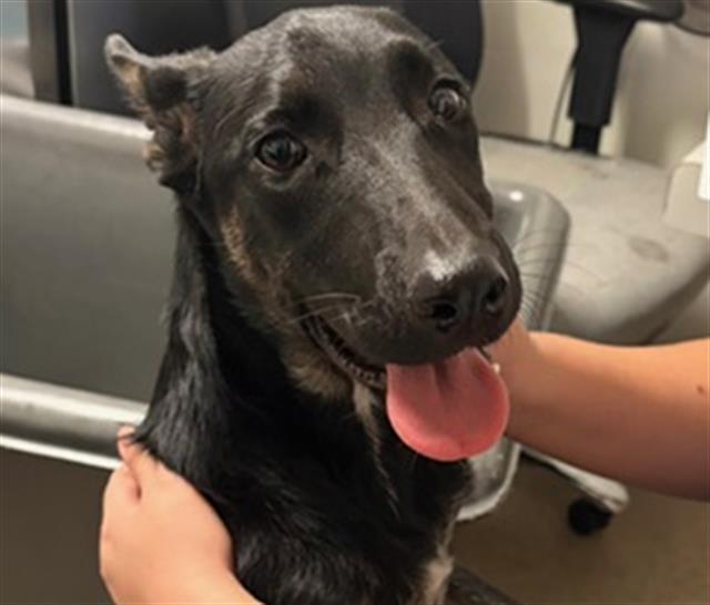 Biscuit - LONGTIME RESIDENT, Adoptable, Puppy Female German Shepherd Dog.