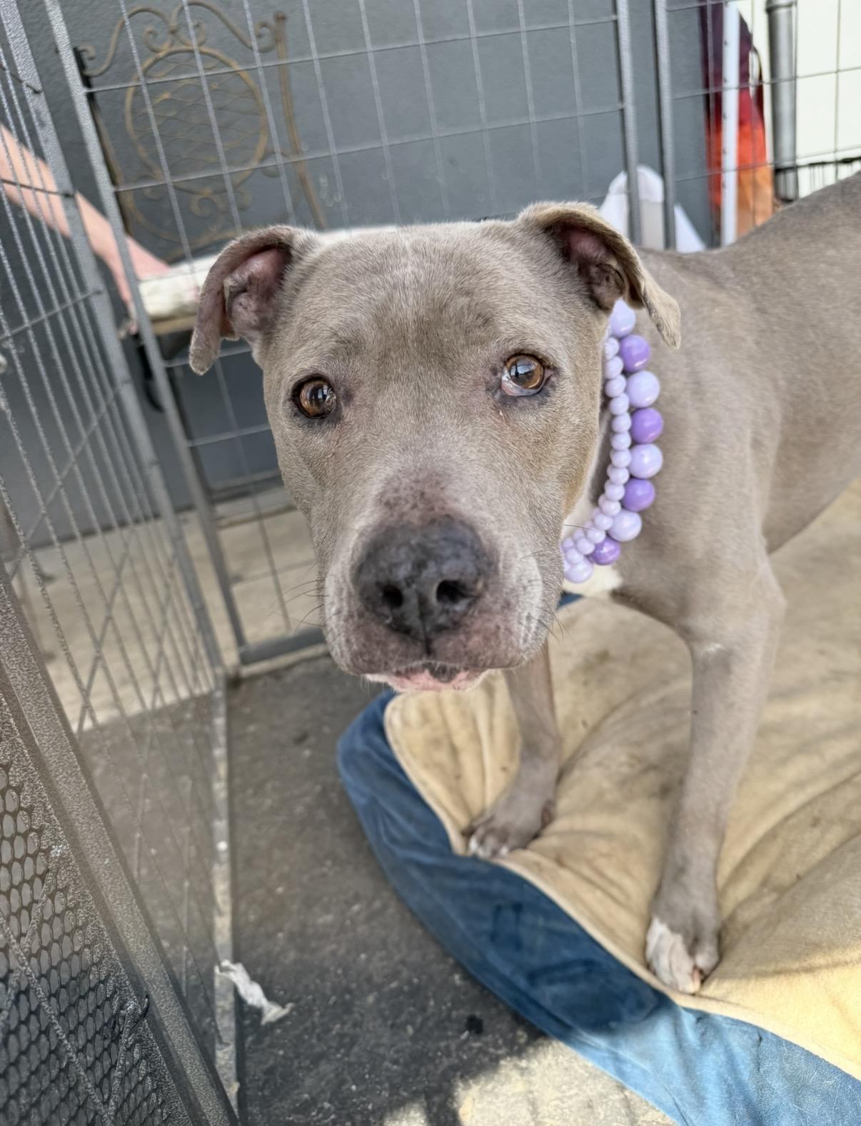 Angelica, a ADOPTABLE Pit Bull Terrier in BAKERSFIELD, CA image 3/6