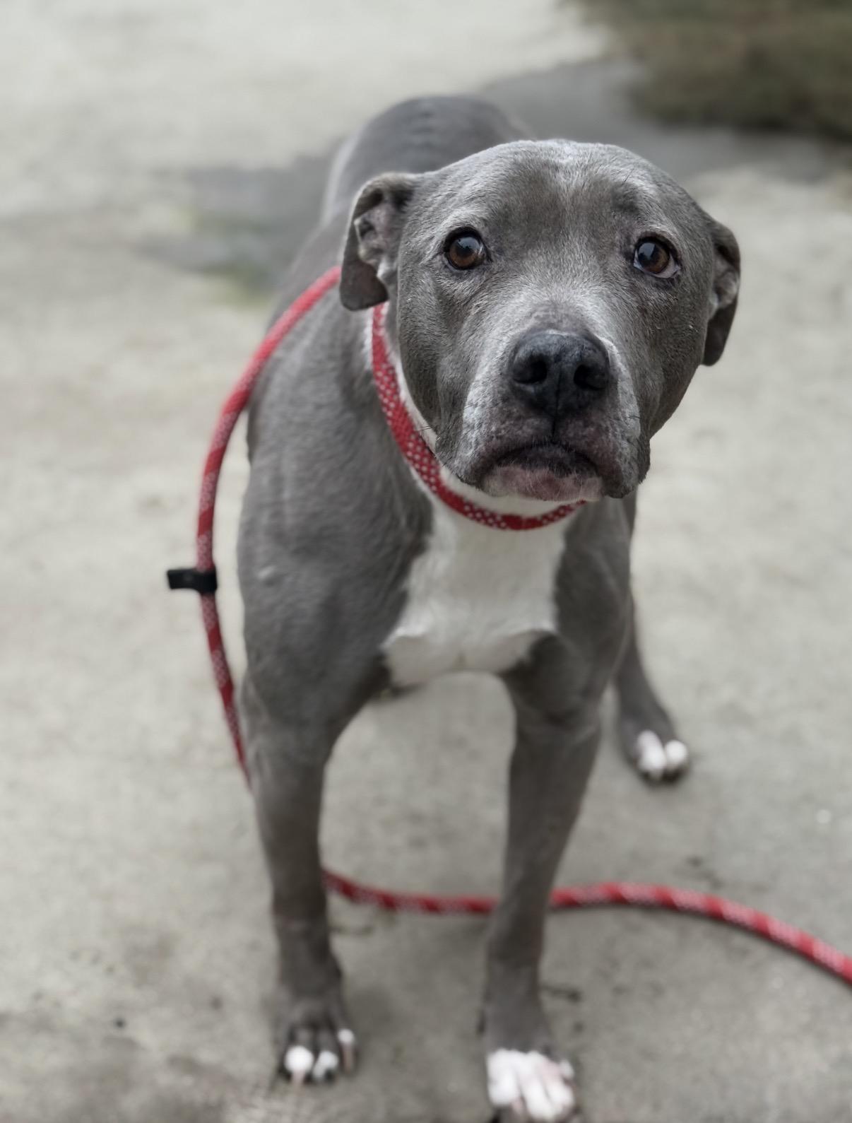 Angelica, a ADOPTABLE Pit Bull Terrier in BAKERSFIELD, CA image 1/6