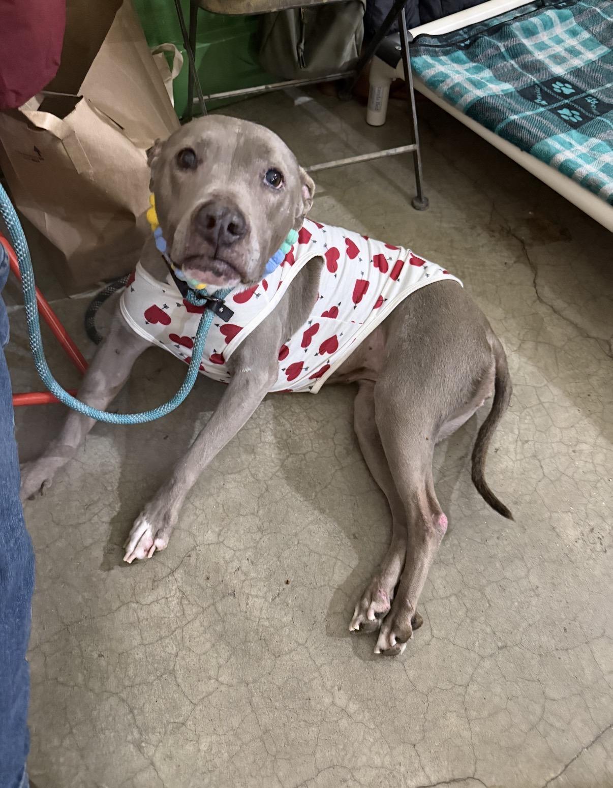 Angelica, a ADOPTABLE Pit Bull Terrier in BAKERSFIELD, CA image 4/6