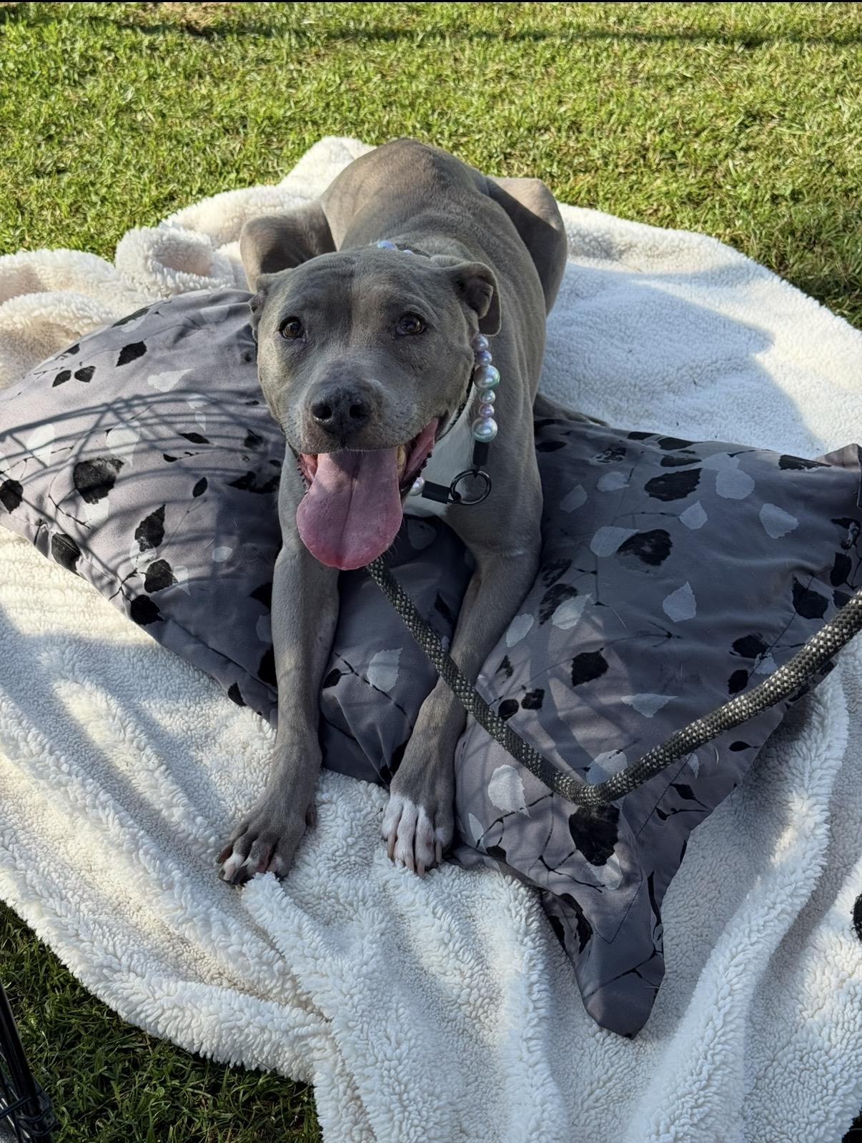 Angelica, a ADOPTABLE Pit Bull Terrier in BAKERSFIELD, CA image 2/6