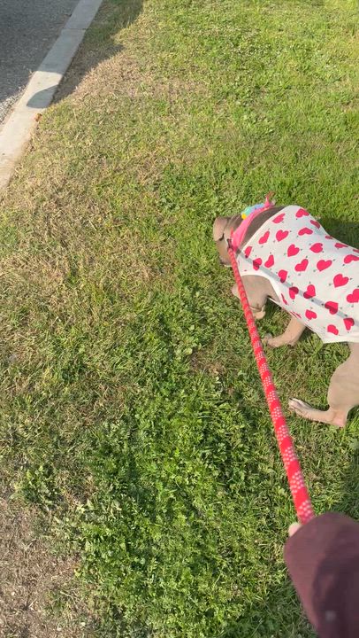 Enlarge Angelica, a ADOPTABLE Pit Bull Terrier in BAKERSFIELD, CA video 6/6