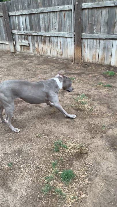 Enlarge Angelica, a ADOPTABLE Pit Bull Terrier in BAKERSFIELD, CA video 5/6