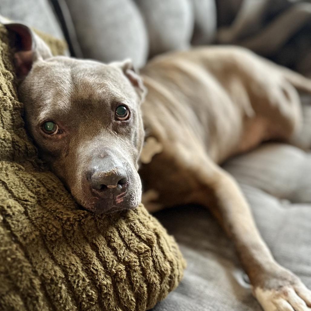 Enlarge Jerry, a Adoptable Mixed Breed in Skokie, IL image 1/6