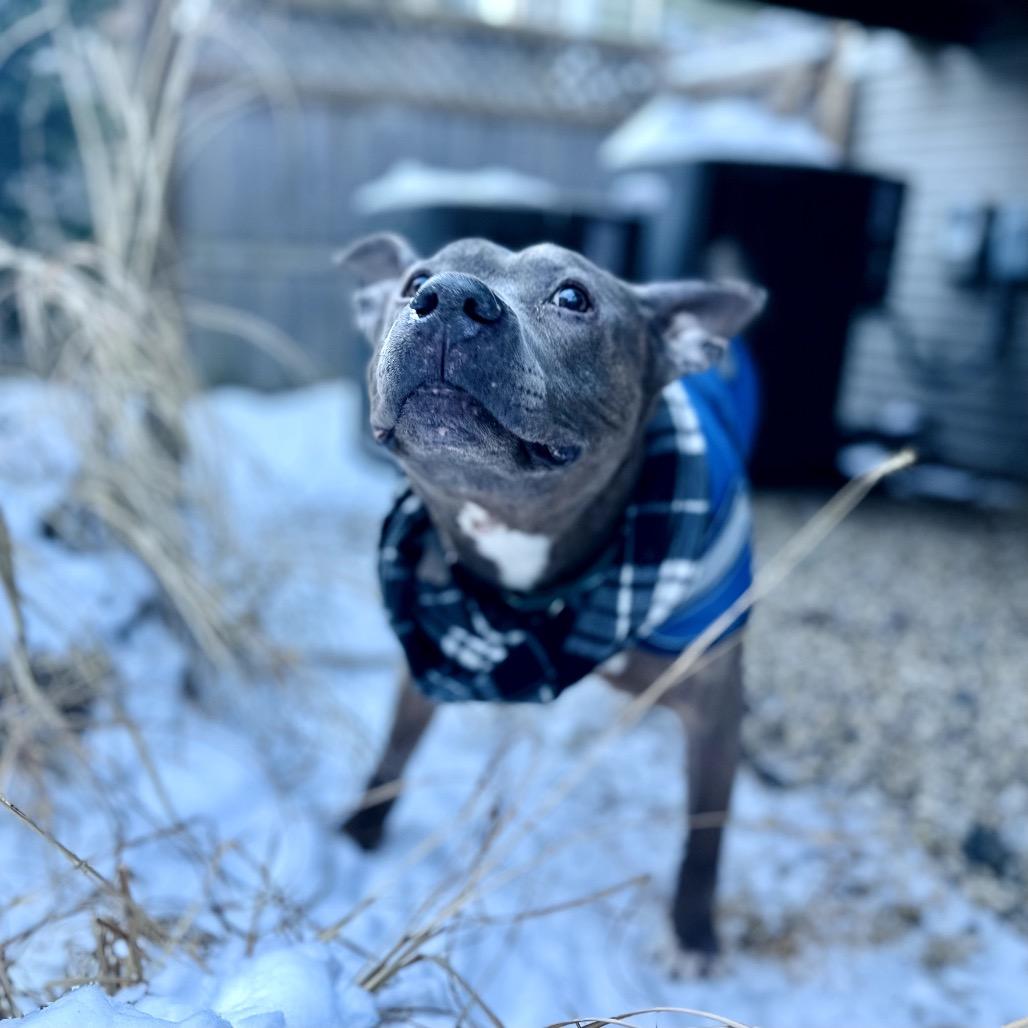 Enlarge Jerry, a Adoptable Mixed Breed in Skokie, IL image 2/6