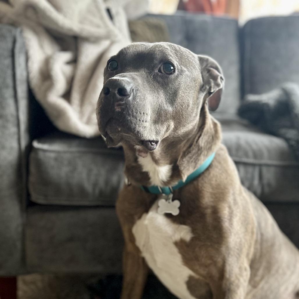 Enlarge Jerry, a Adoptable Mixed Breed in Skokie, IL image 2/5