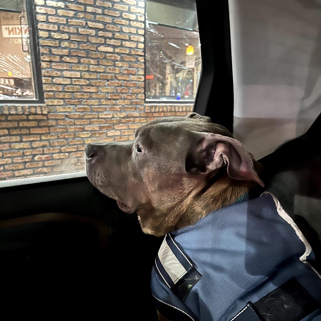 Enlarge Jerry, a Adoptable Mixed Breed in Skokie, IL image 3/6