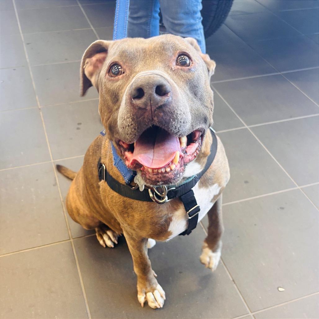 Enlarge Jerry, a Adoptable Mixed Breed in Skokie, IL image 3/5
