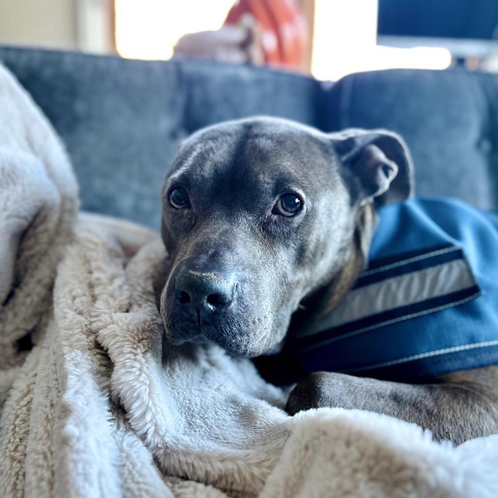 Enlarge Jerry, a Adoptable Mixed Breed in Skokie, IL image 4/6