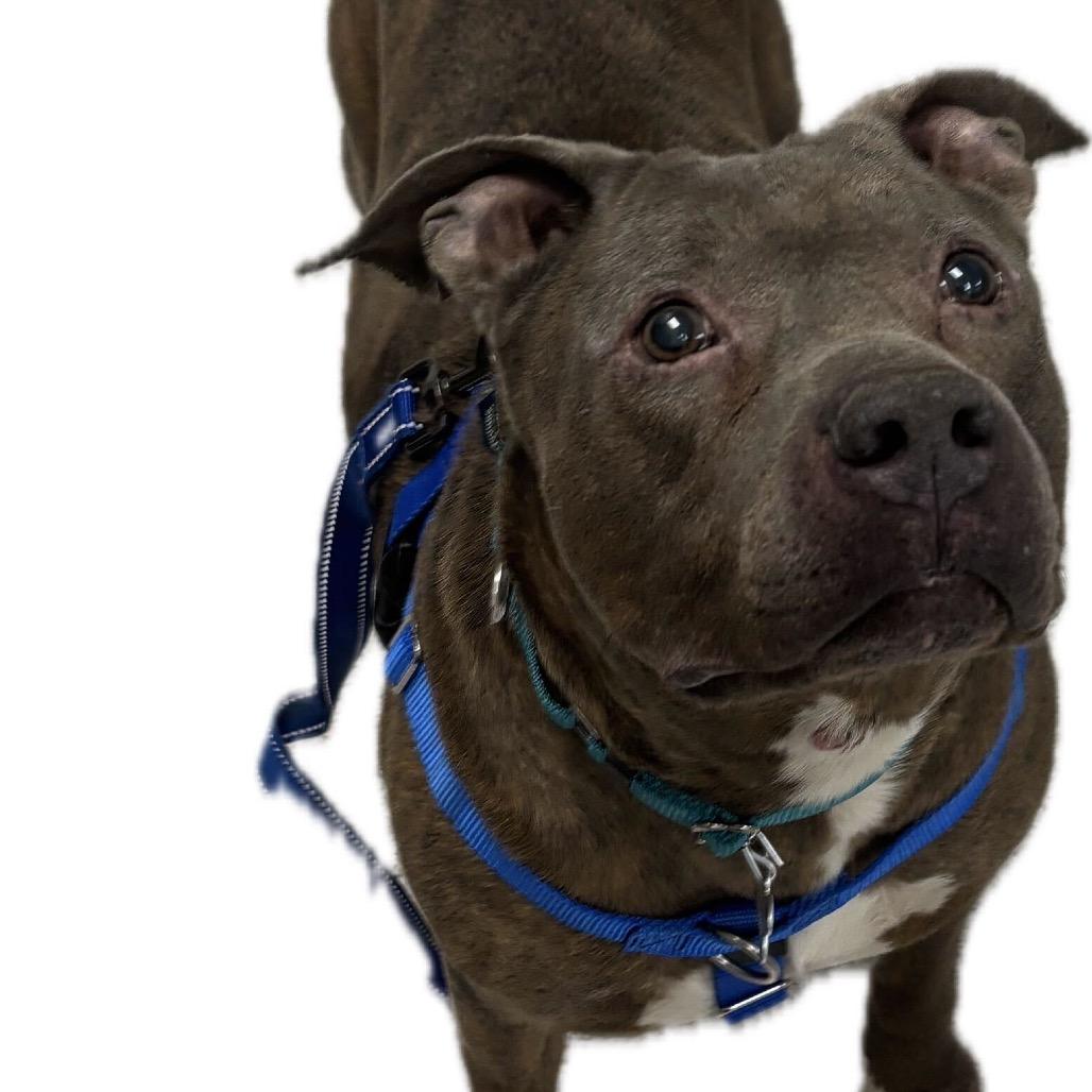 Enlarge Jerry, a Adoptable Mixed Breed in Skokie, IL image 5/6