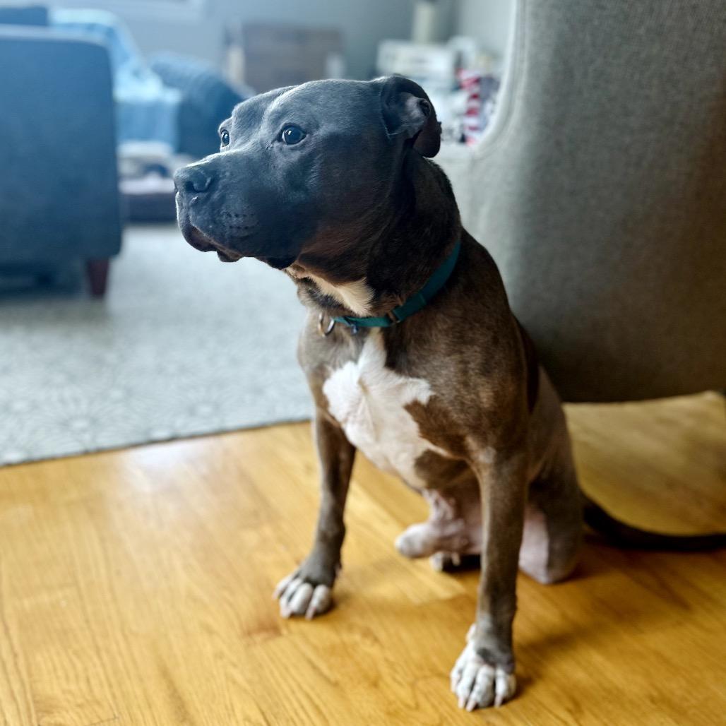 Enlarge Jerry, a Adoptable Mixed Breed in Skokie, IL image 6/6