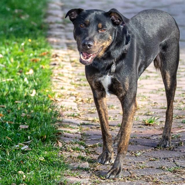 Enlarge REMY, a Adoptable mixed breed in Saint Louis, MO image 1/1