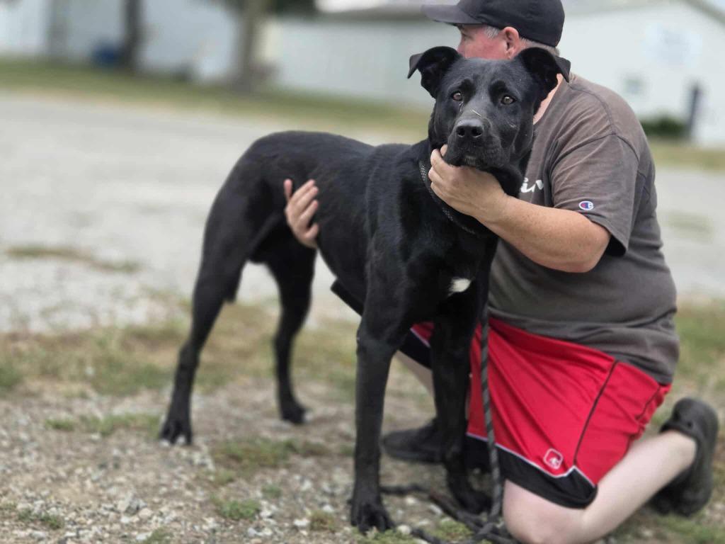 Moses, a Adoptable Black Labrador Retriever in Olney, IL image 1/2