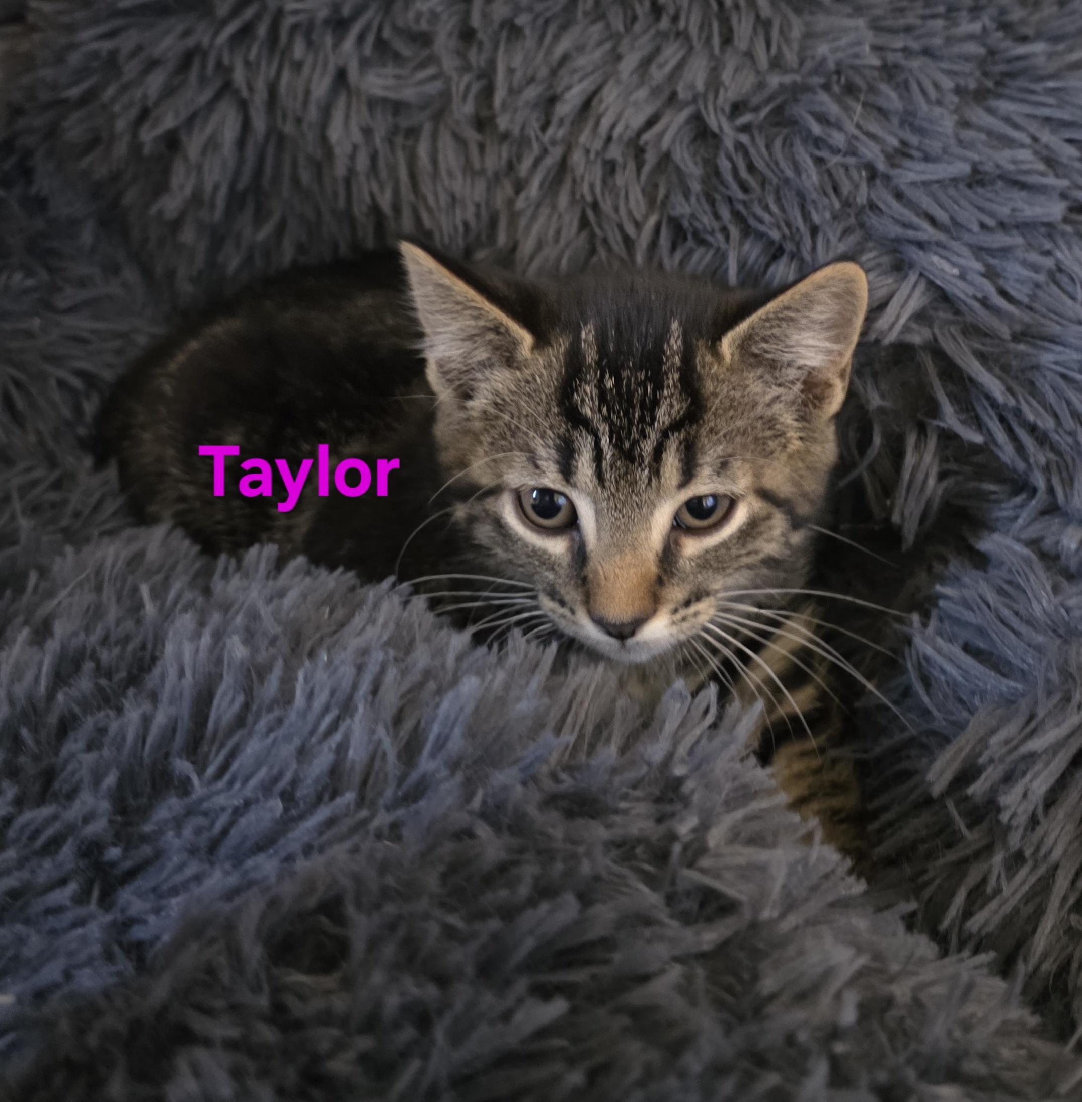 Taylor, a ADOPTABLE Domestic Short Hair in Jamesville, NY image 2/5