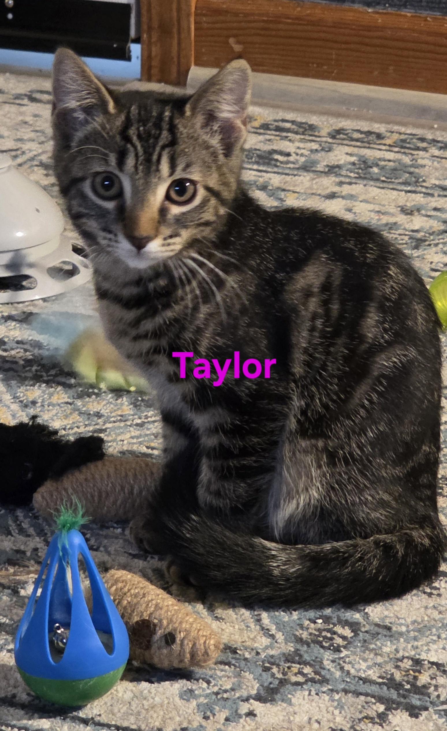 Taylor, ADOPTABLE, Young Female Domestic Short Hair.